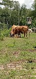 Cattle
