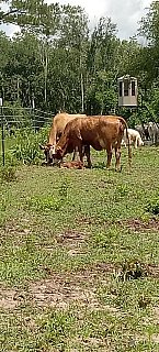 Cattle