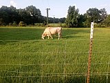 Cattle
